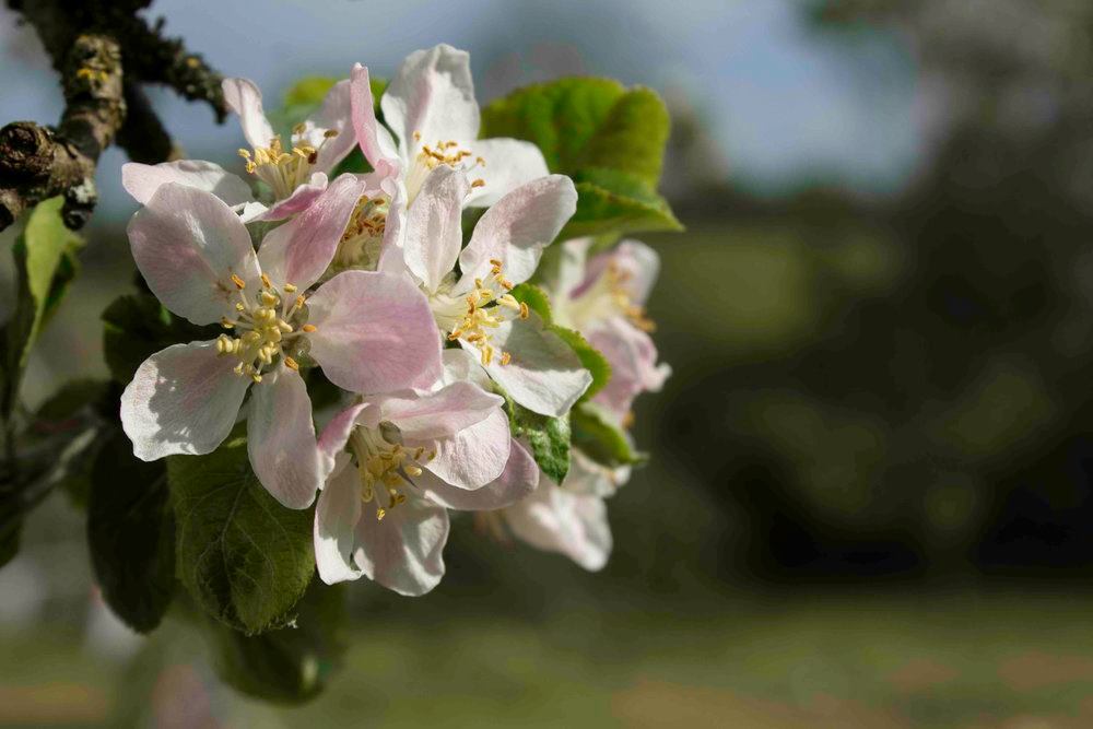 Apple Blossom