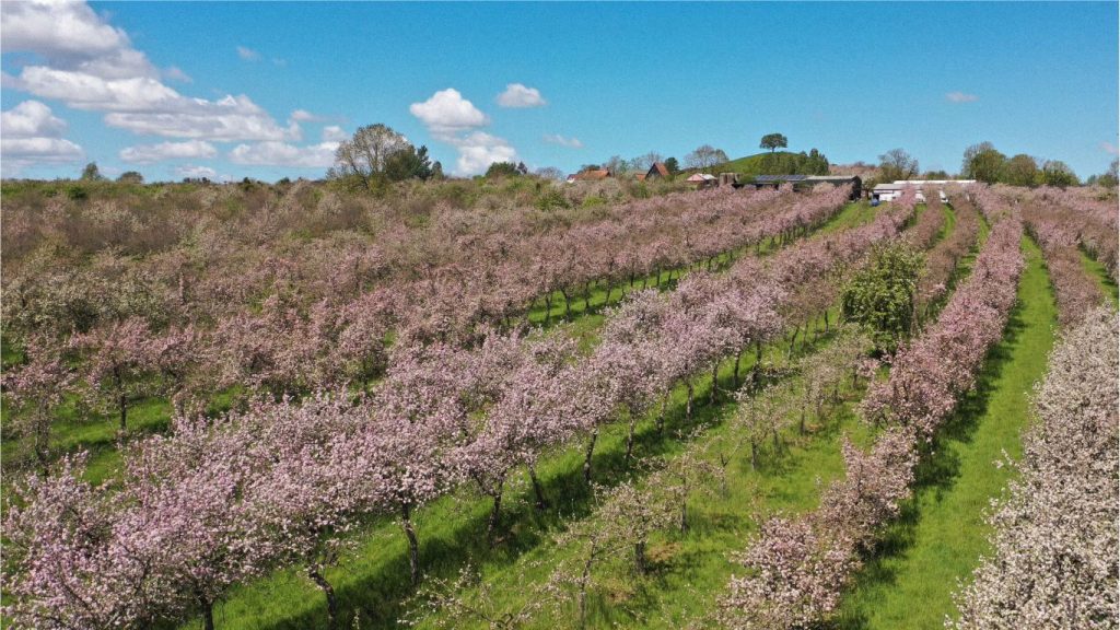 Burrow Hill Somerset