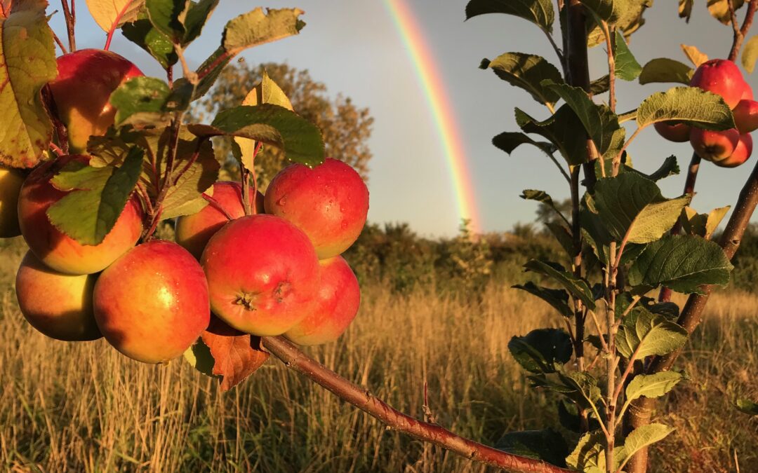 Thornborough Yorkshire Cider – Tour and Tasting