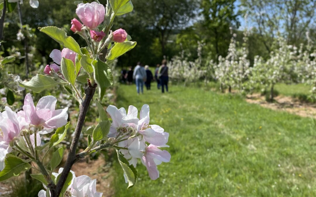 Blossom Tour & Cider Tasting